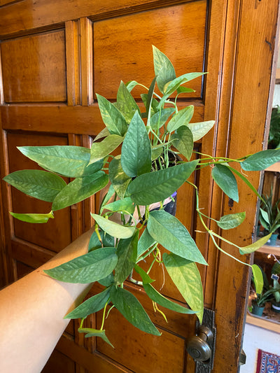 4” Cebu Blue