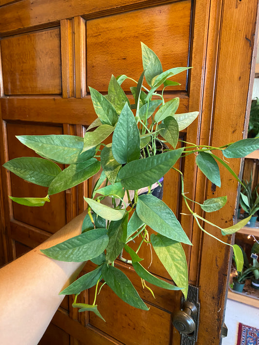 Pothos