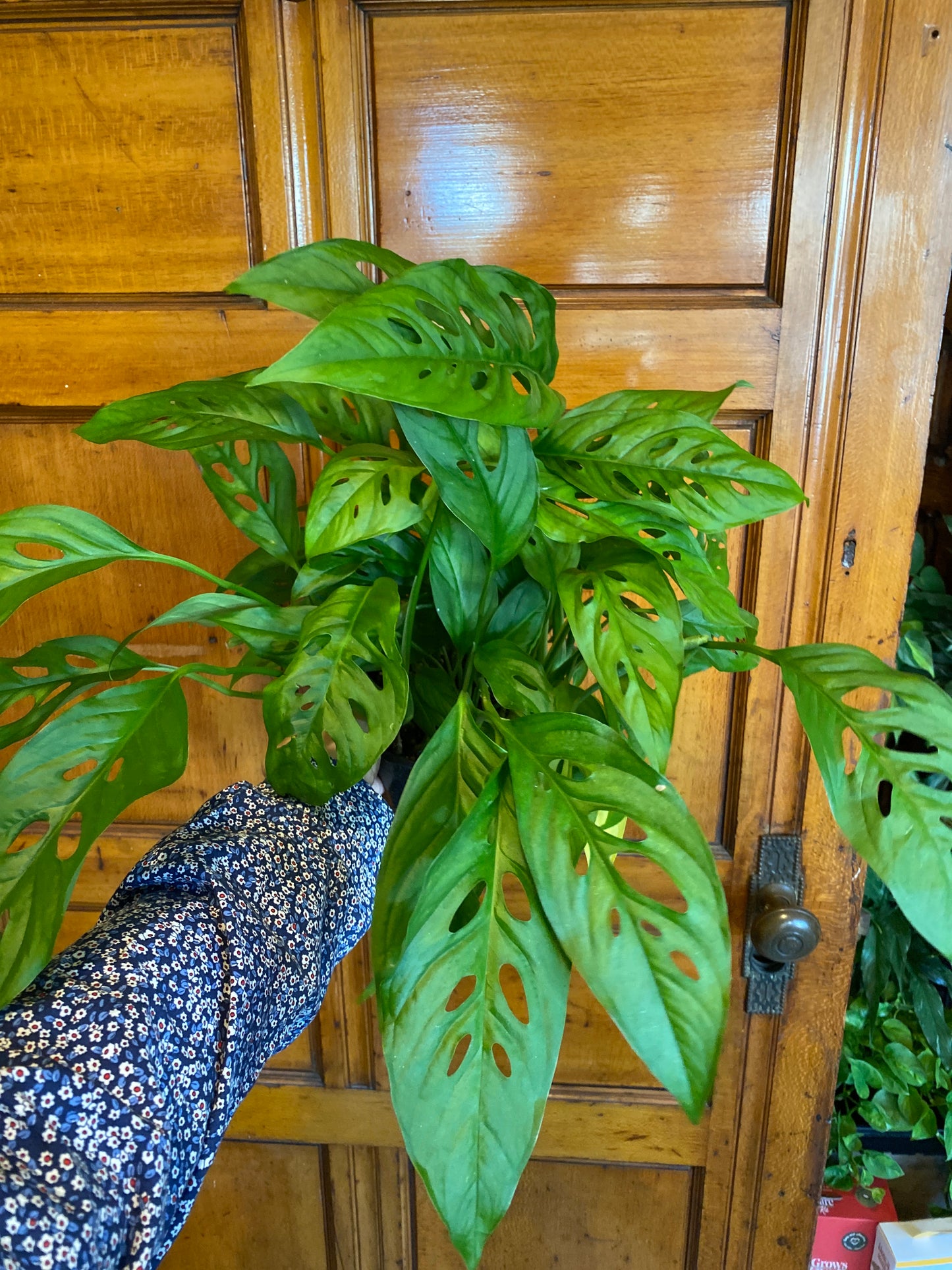 Monstera