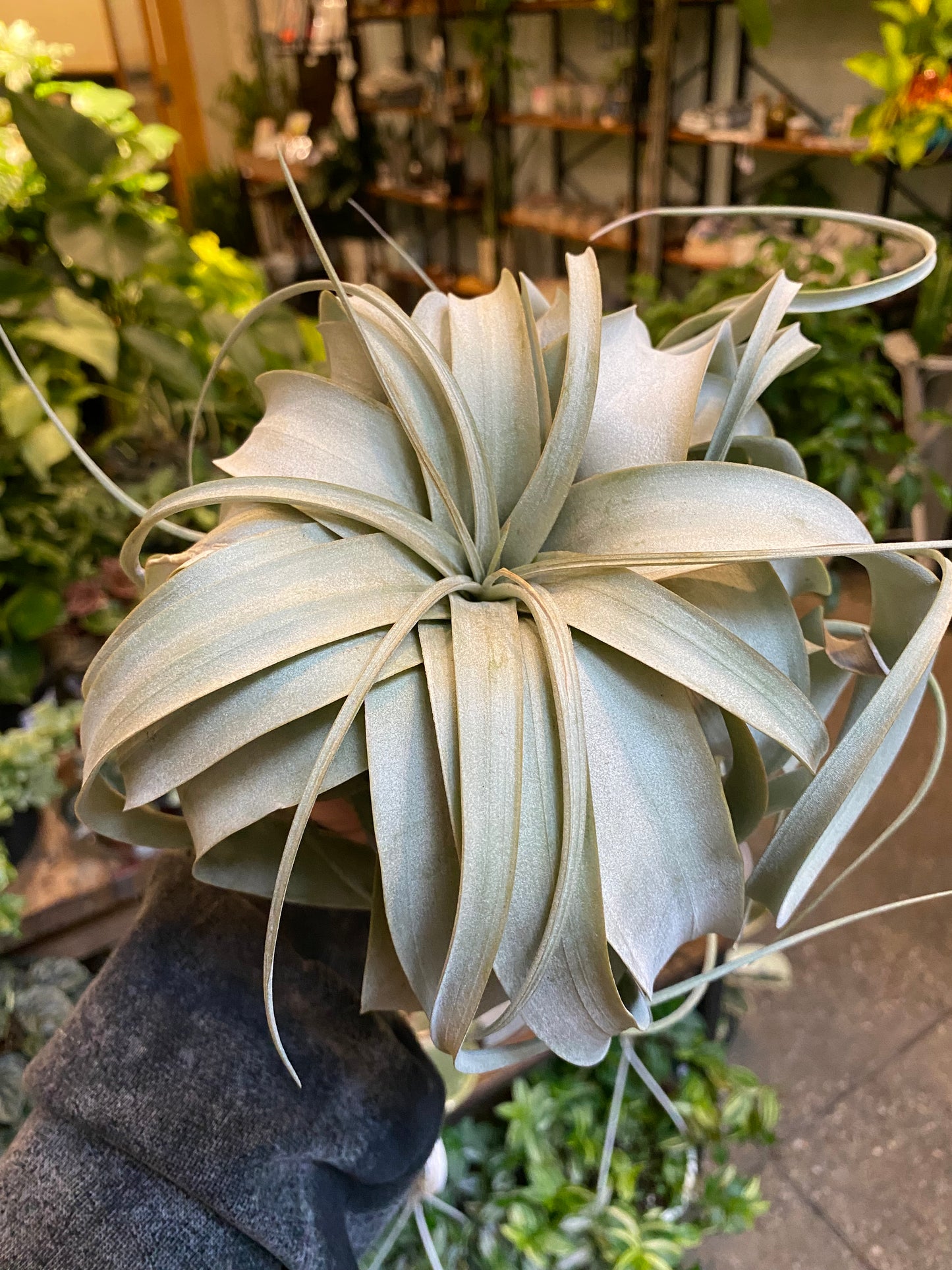 Air Plant