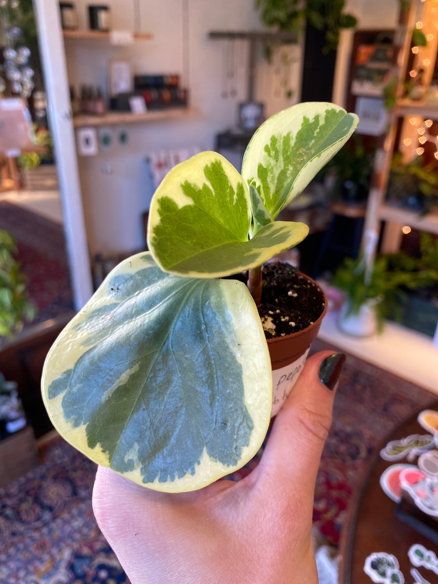Peperomia