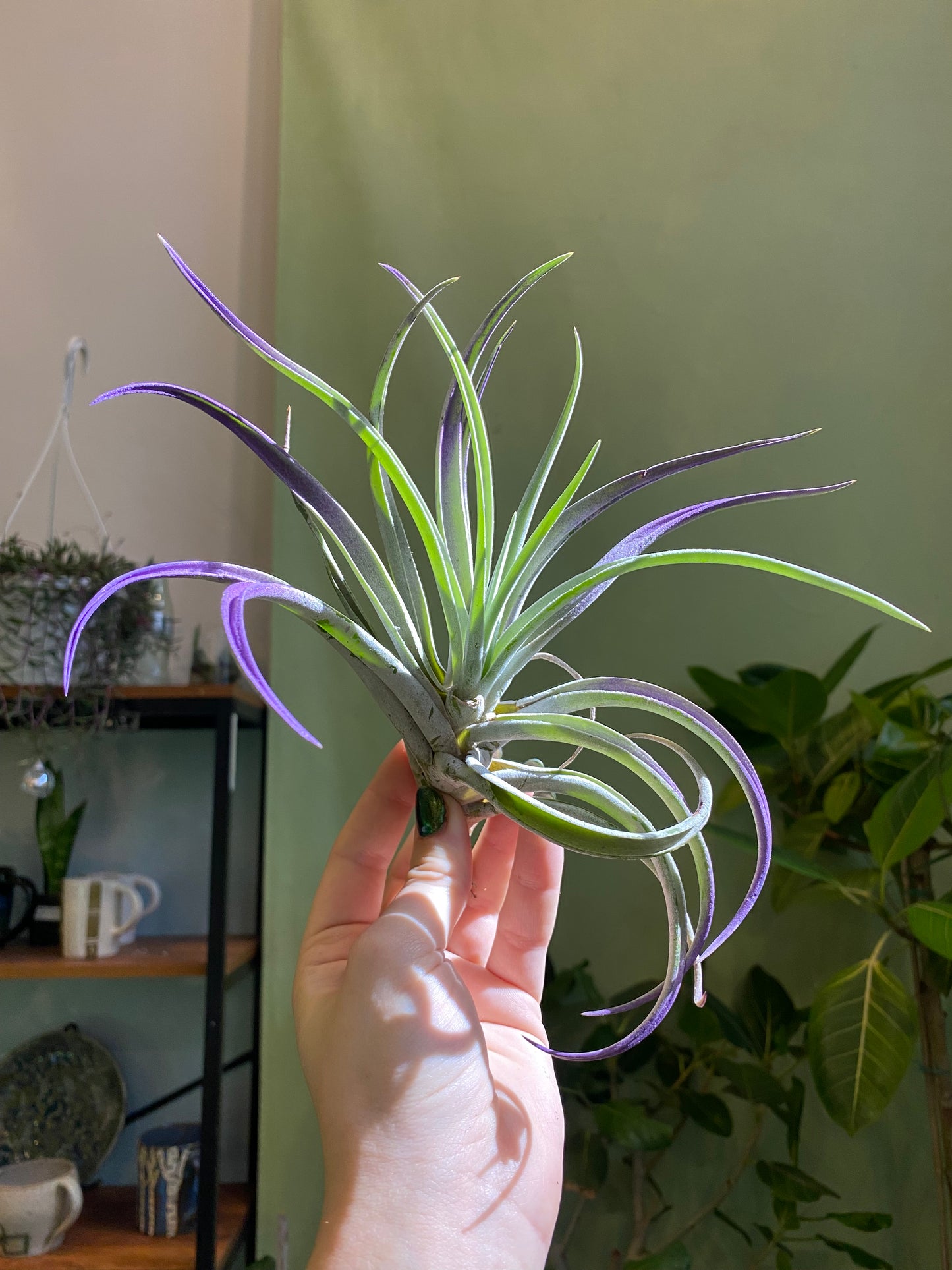 Air Plant
