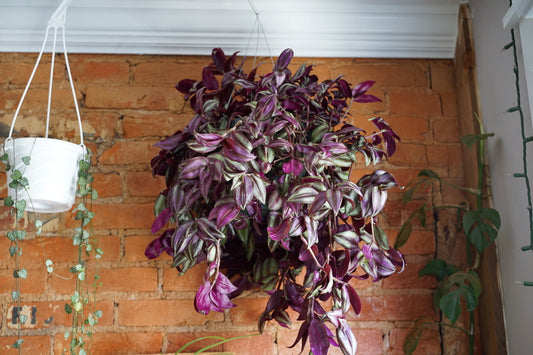 Tradescantia
