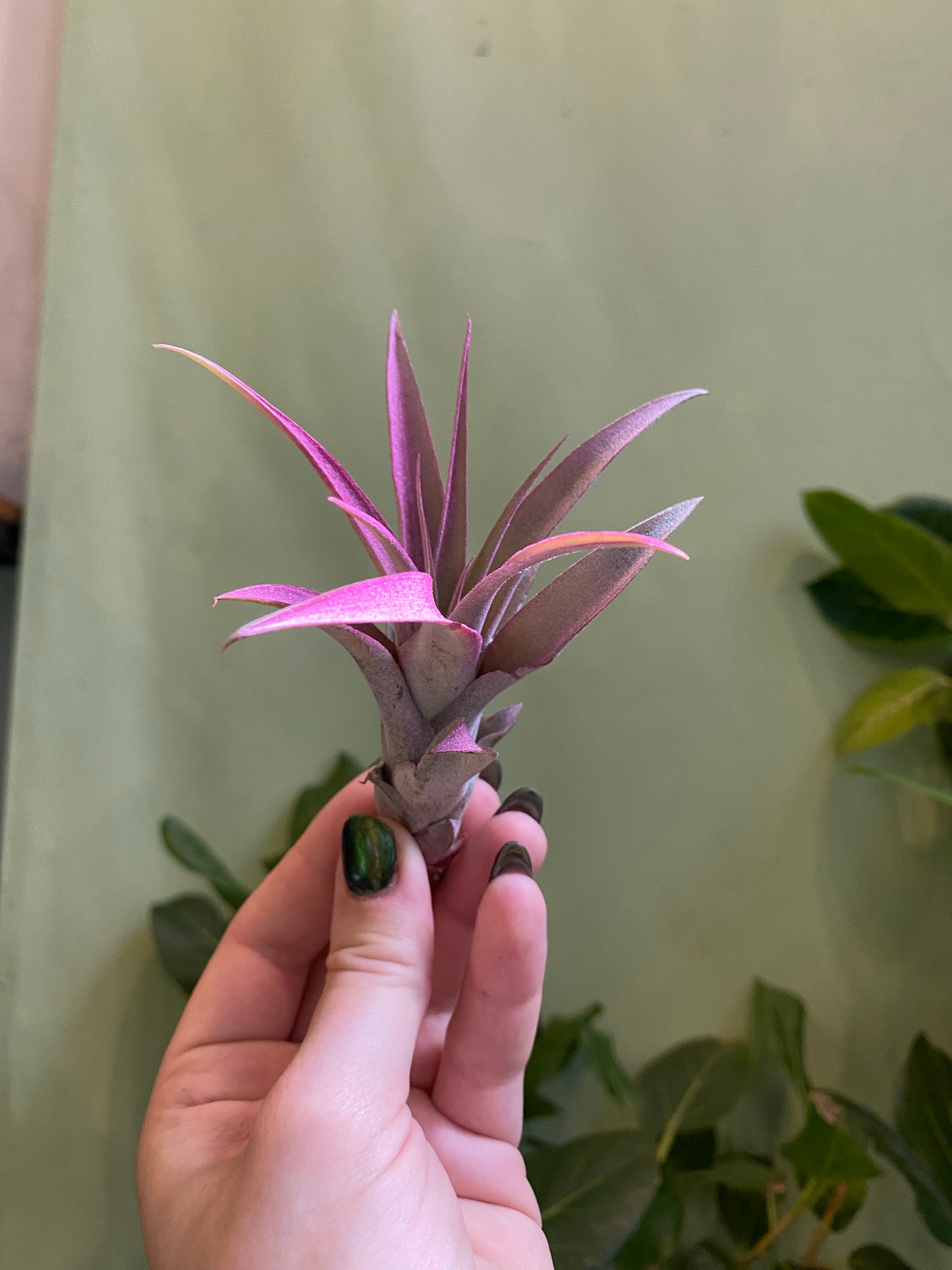 Air Plant