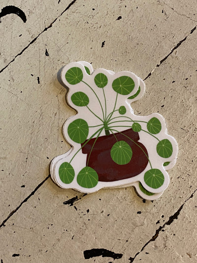 Pilea