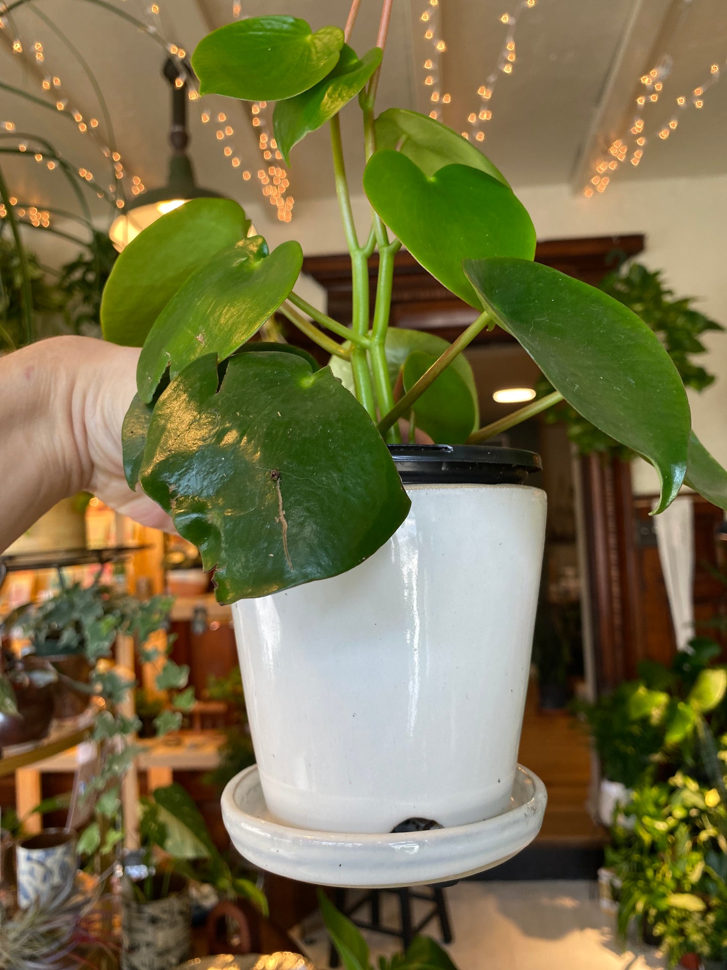 Ceramic Planter Pot with Attached Saucer