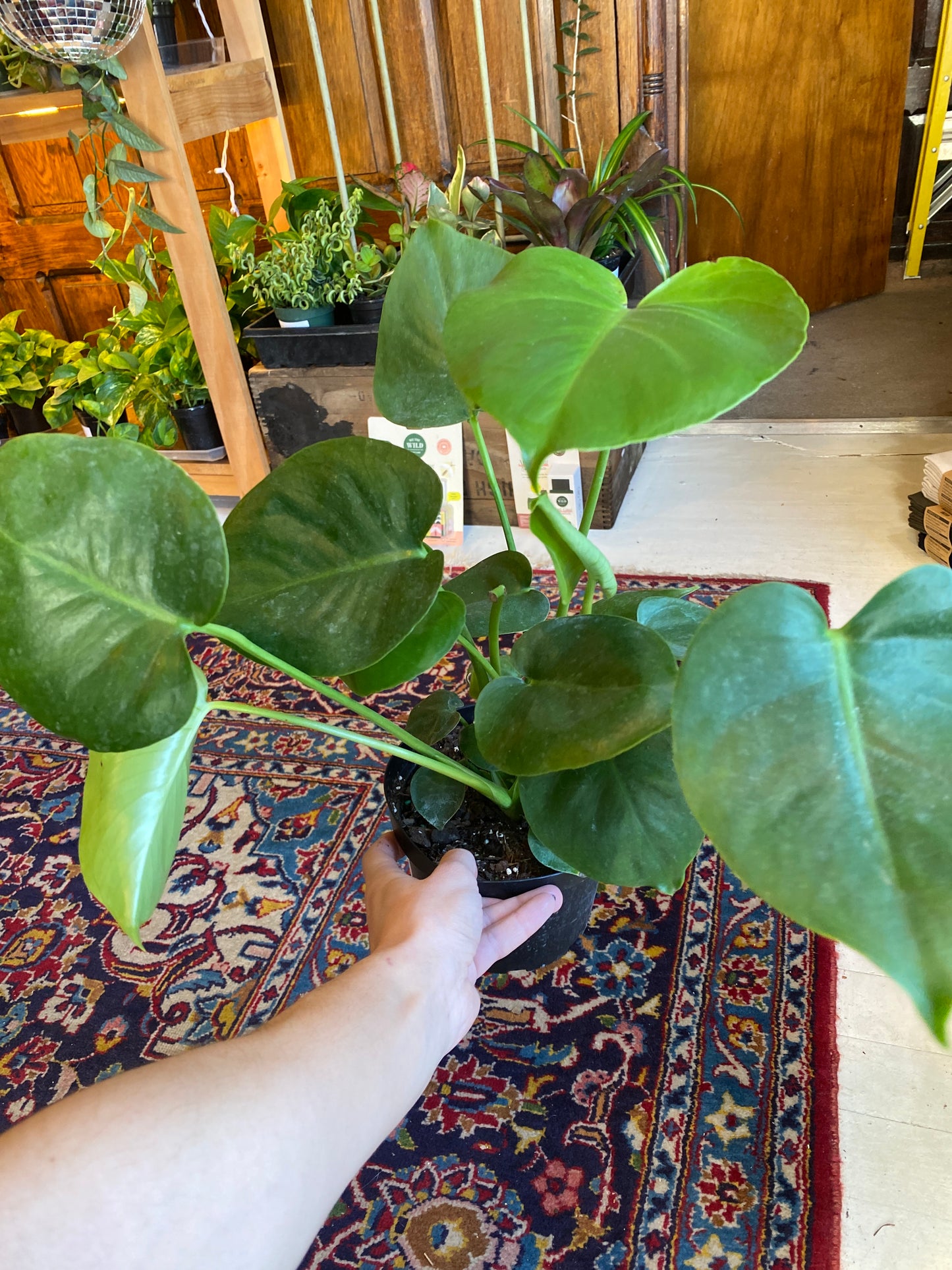 Monstera