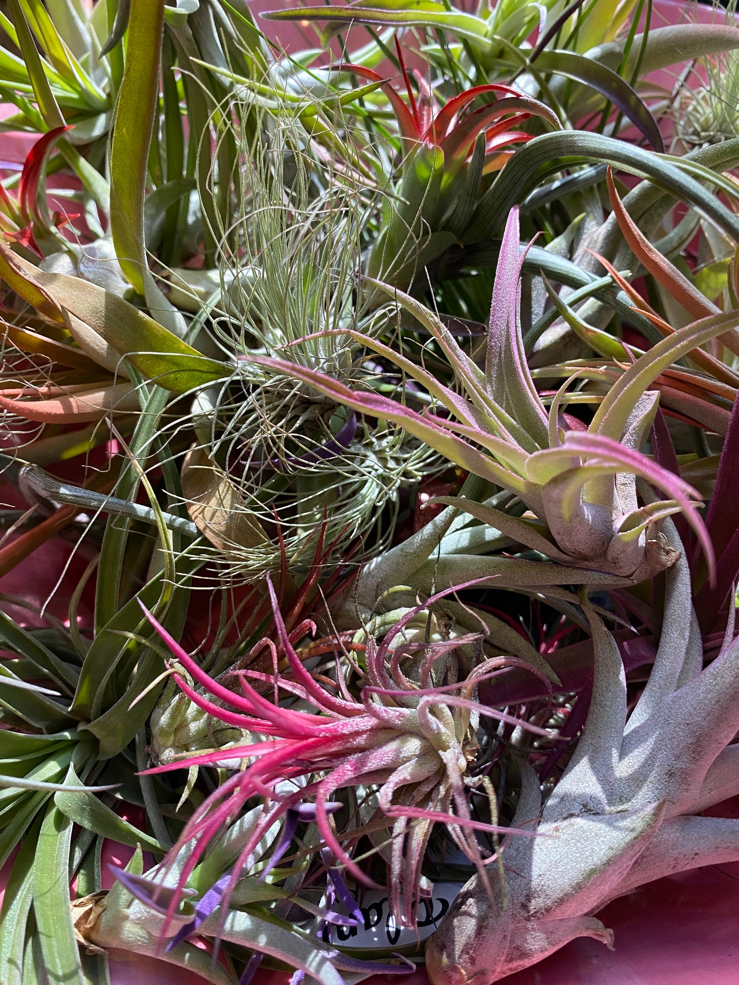 Air Plant