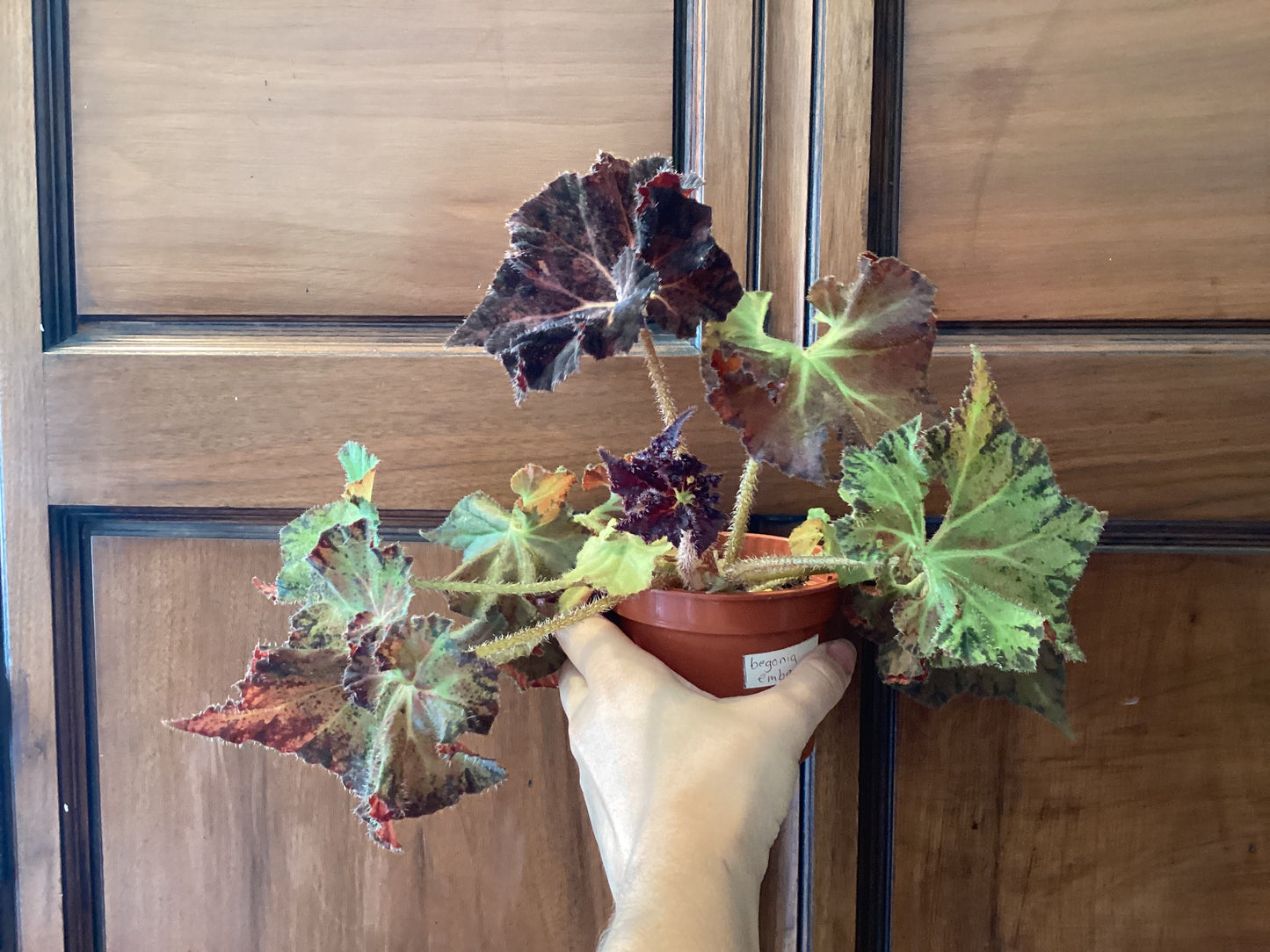Begonia