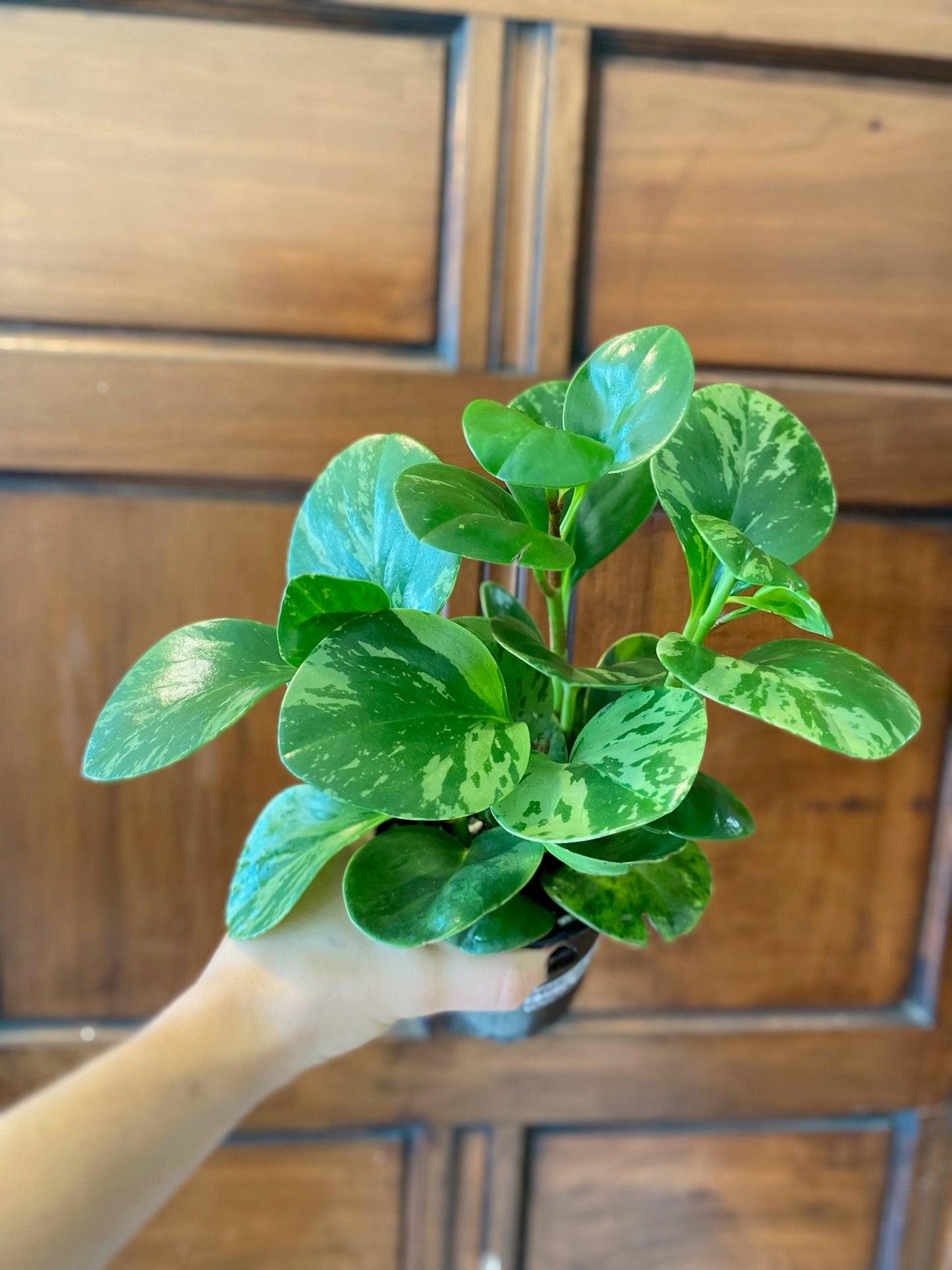 Peperomia