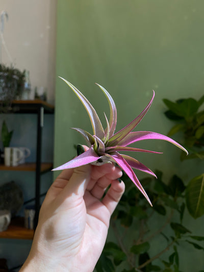 Medium 3-5” / Hot Pink