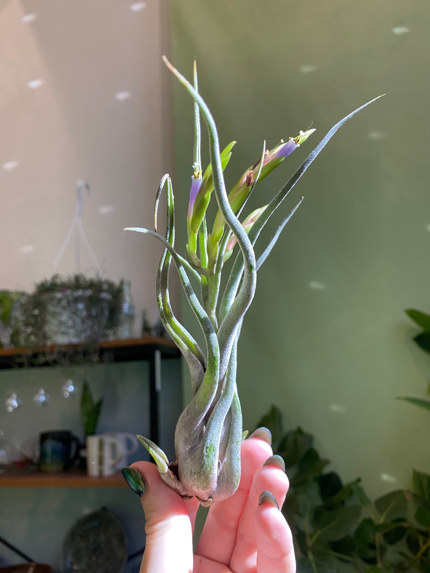 Air Plant