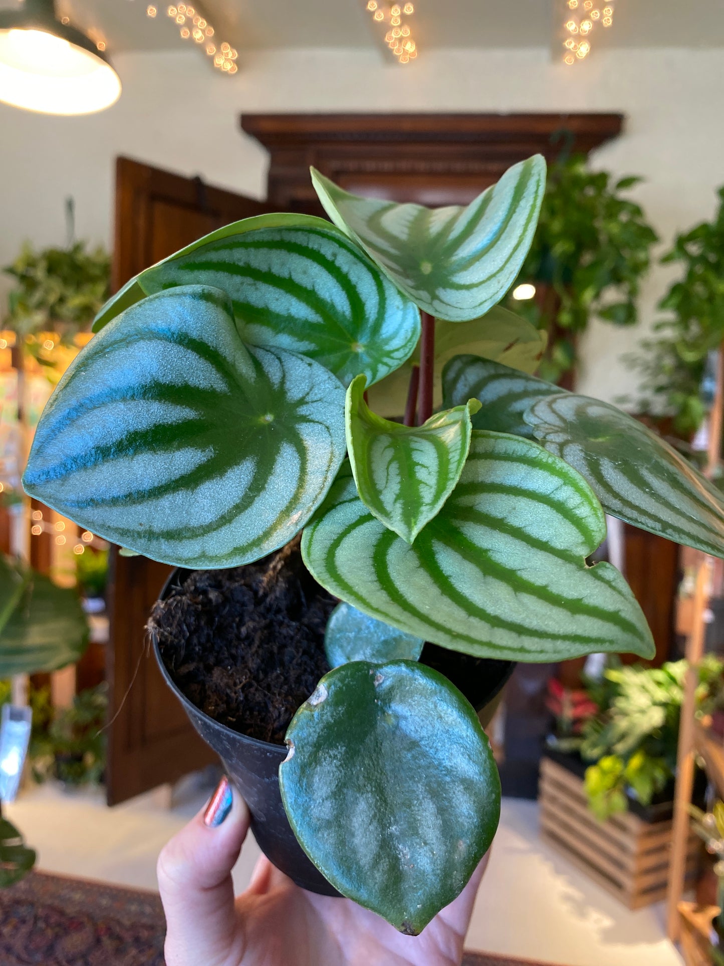 Peperomia