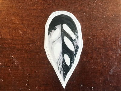 Monstera Adansonii Albo
