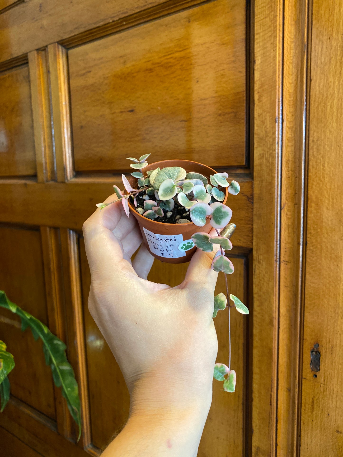 String of (Varieties)