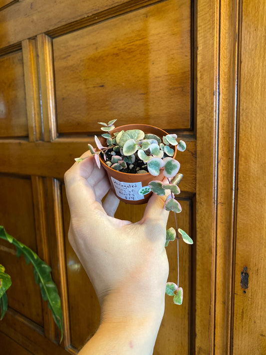 String of (Varieties)