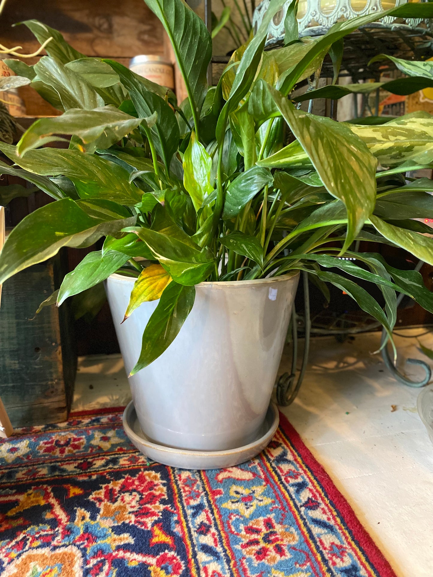 Ceramic Planter Pot with Attached Saucer