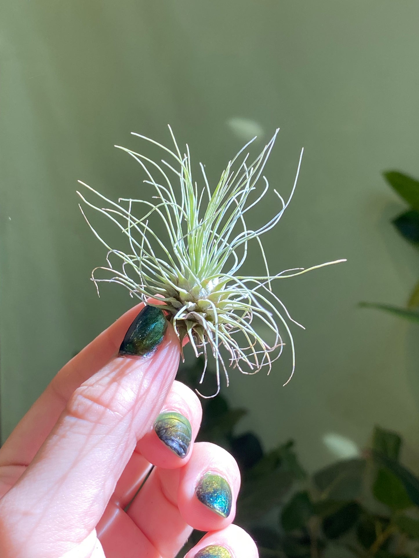 Air Plant