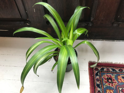 4” Gold/Hawaiian