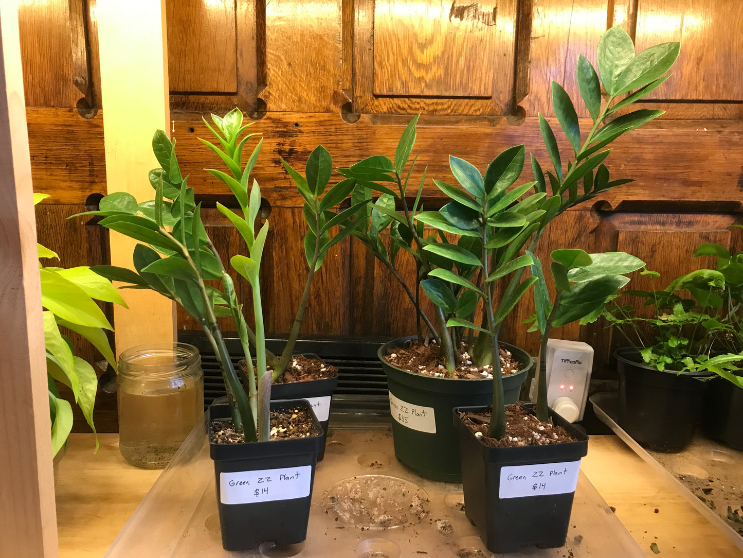 ZZ Plant