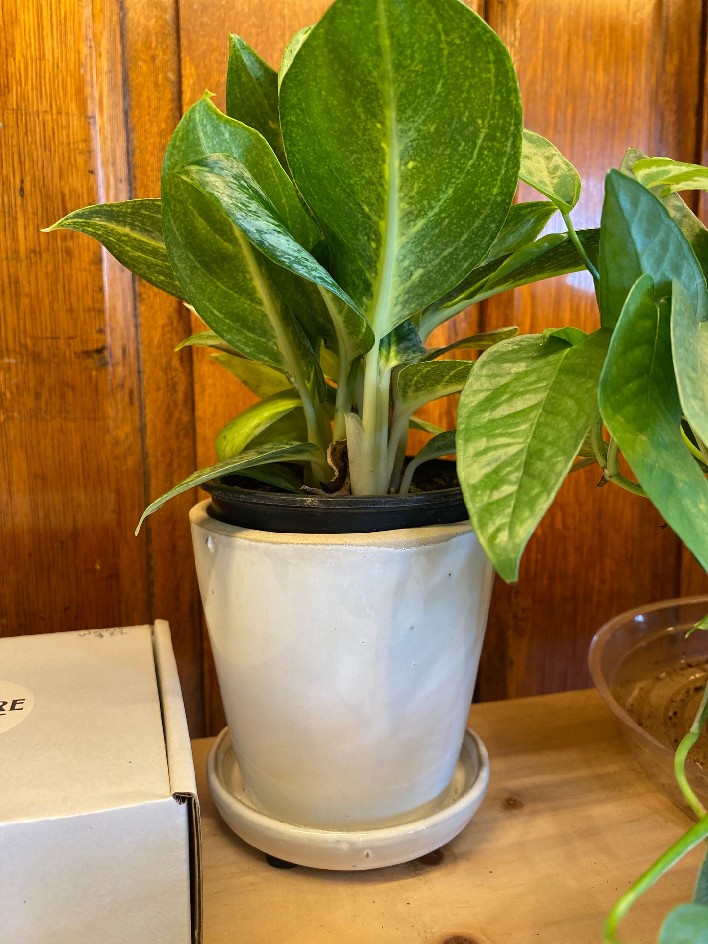 Ceramic Planter Pot with Attached Saucer