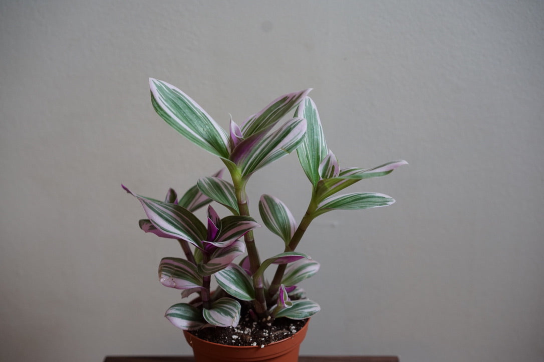 Tradescantia