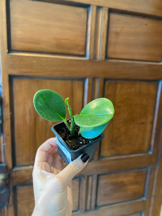 Peperomia