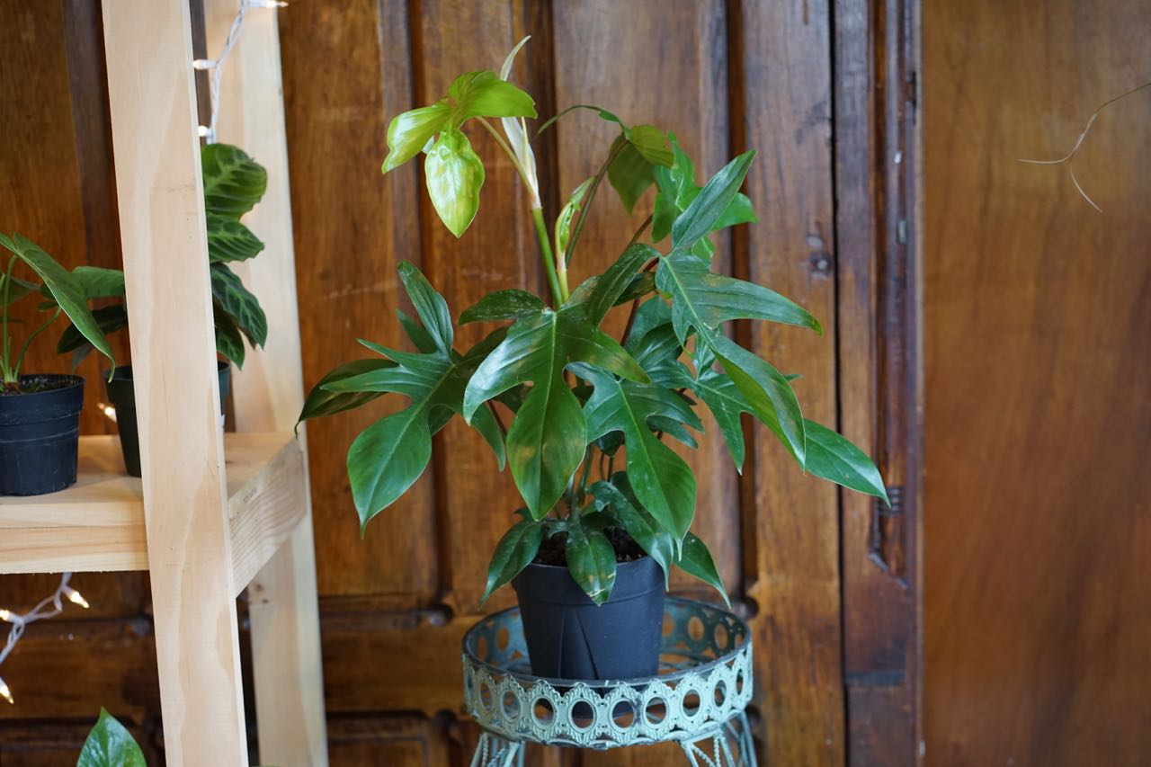 Philodendron Florida Green