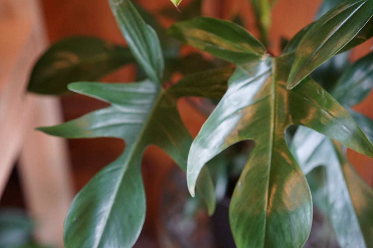 Philodendron Florida Green