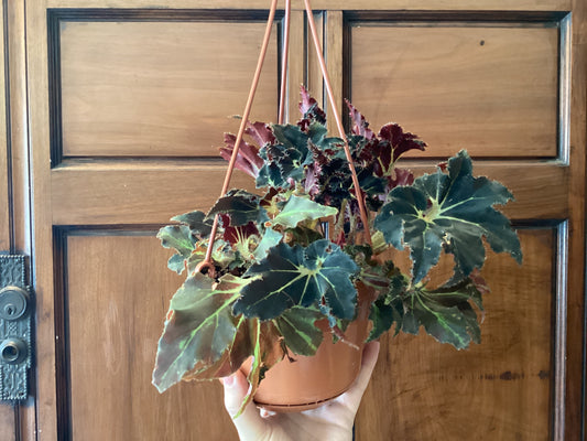 Begonia