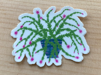 Holiday Cactus