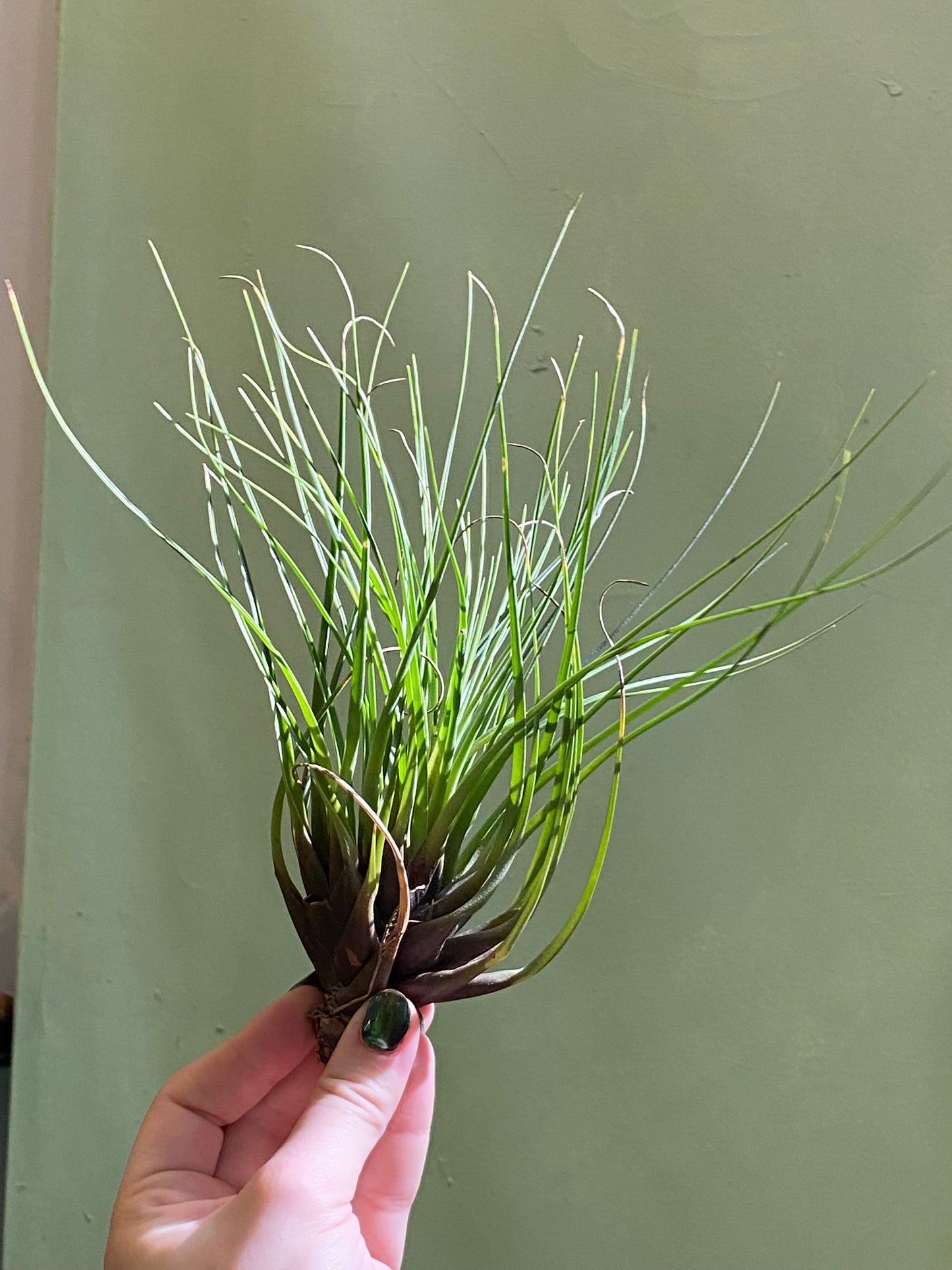 Air Plant