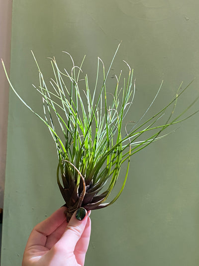 Large 6”+ / Green