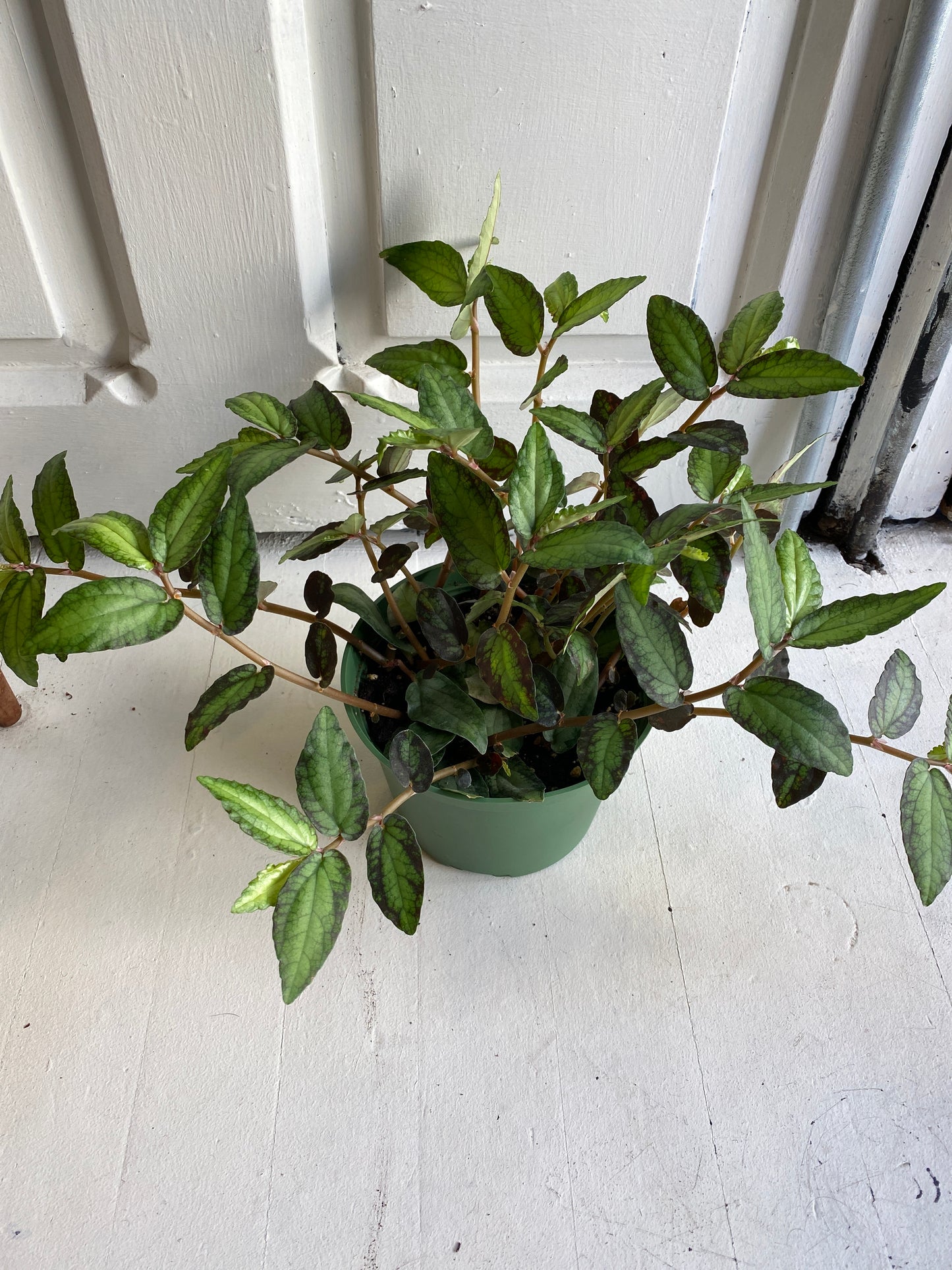 Pellonia Repens