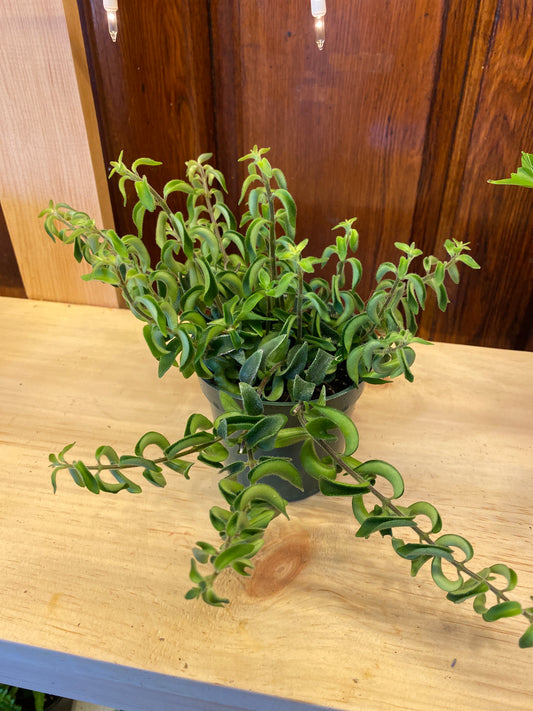 Curly Lipstick Plant