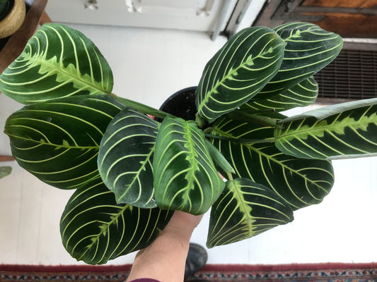 Maranta (Prayer Plant)