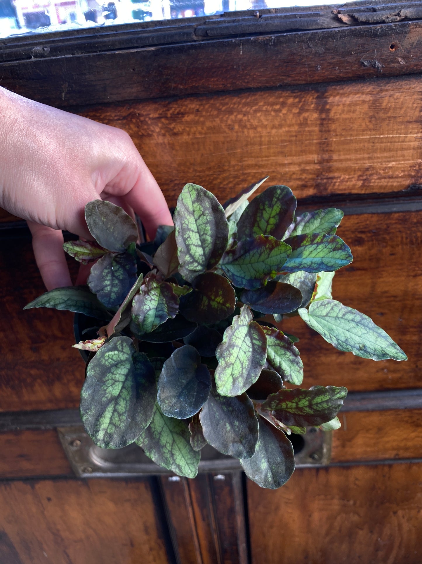 Pellonia Repens