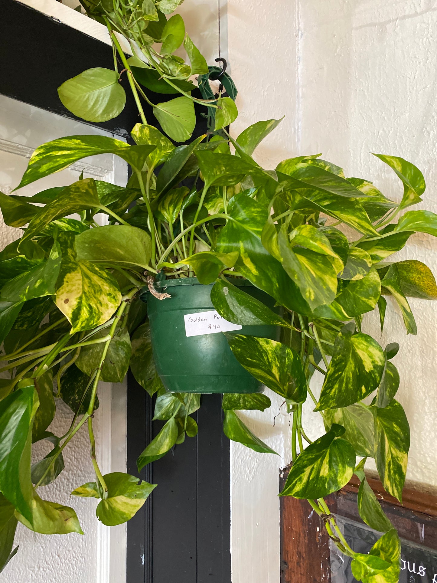 Pothos