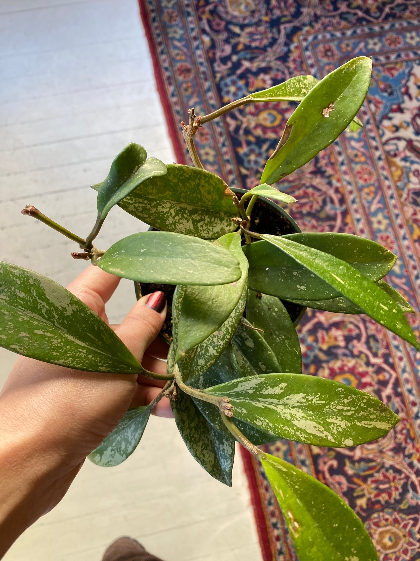 Hoya
