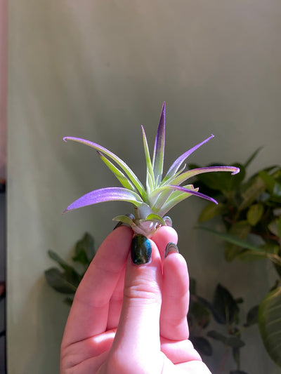 Small 2-3” / Purple