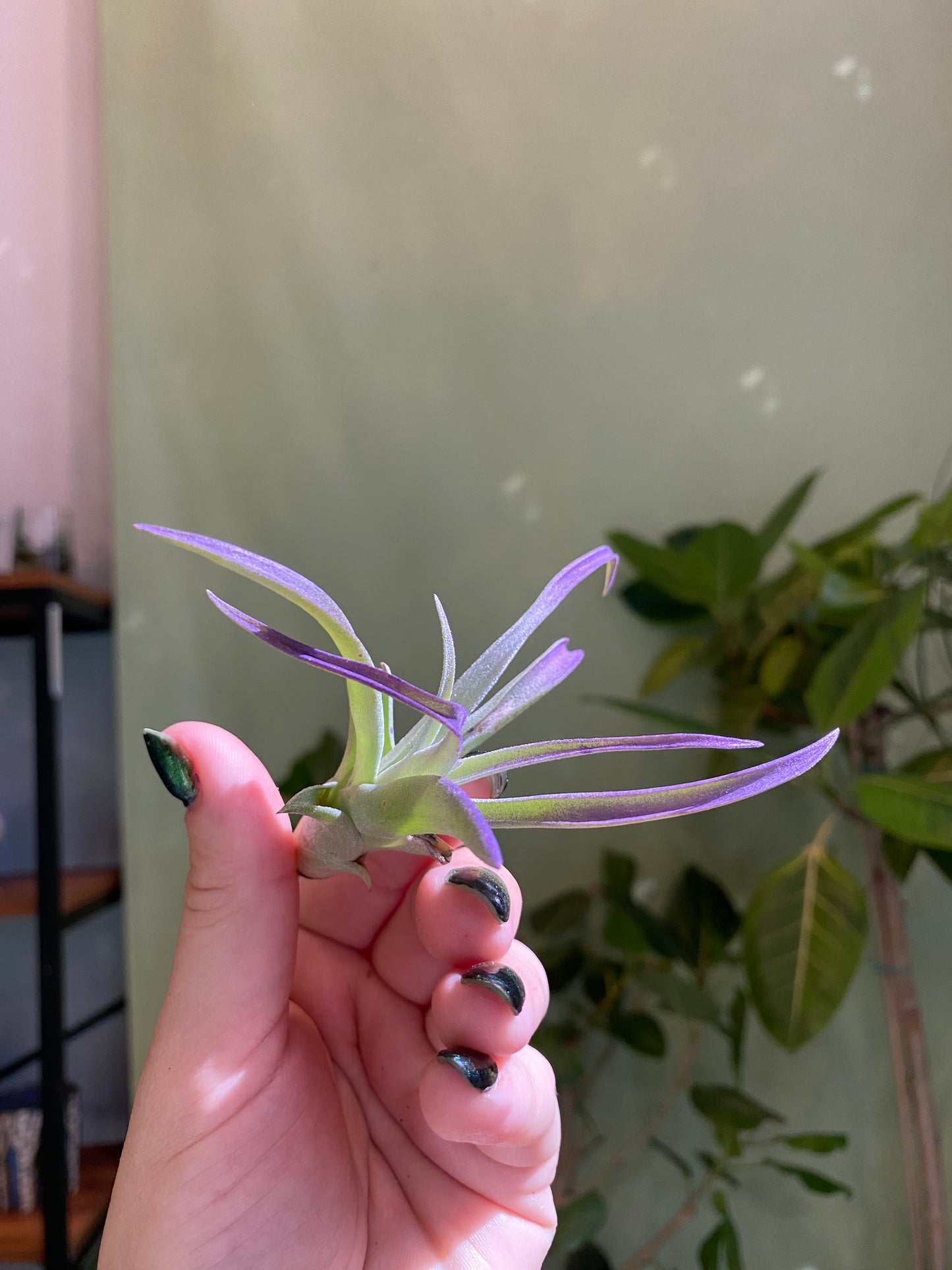 Air Plant