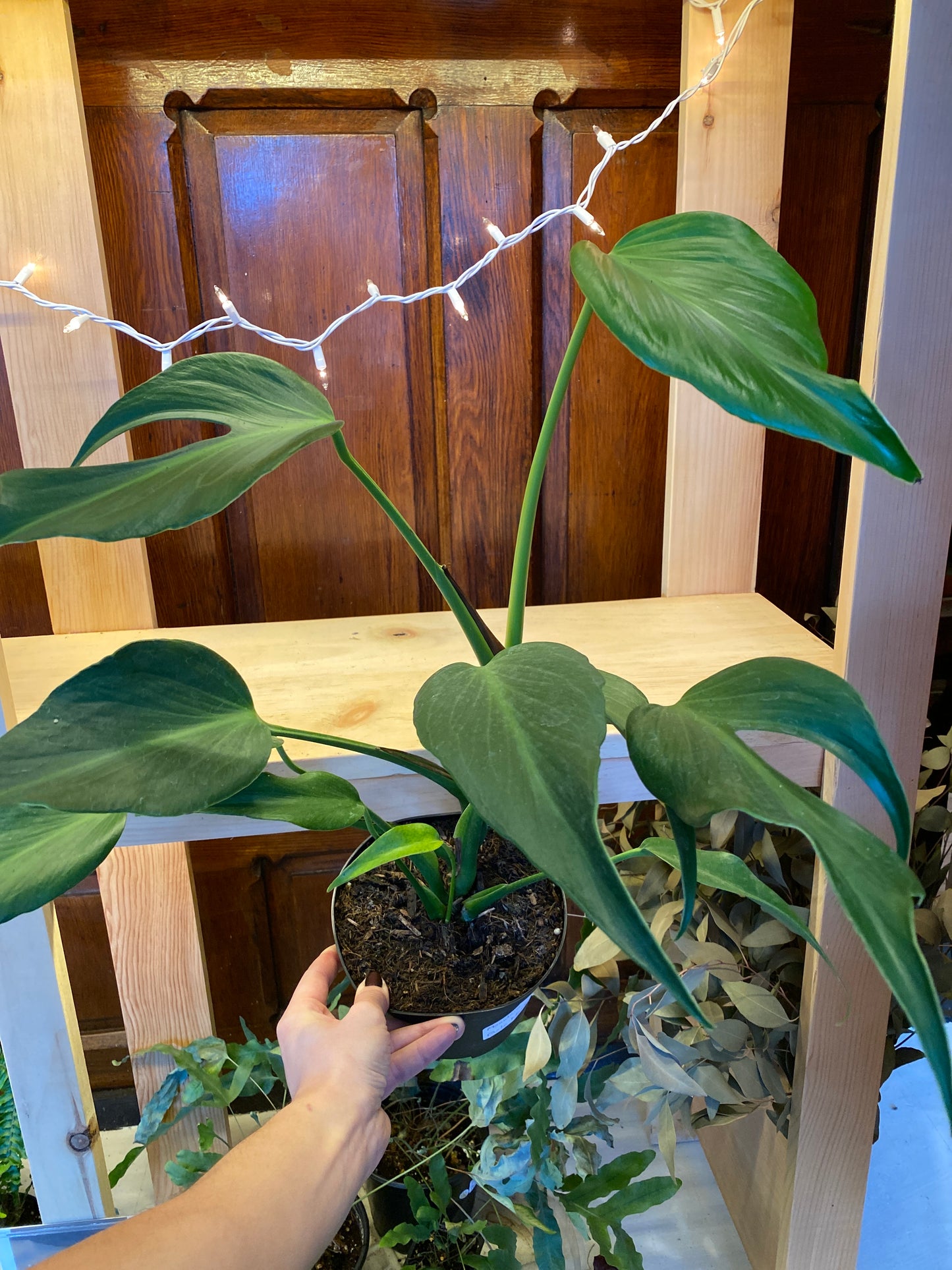 Monstera