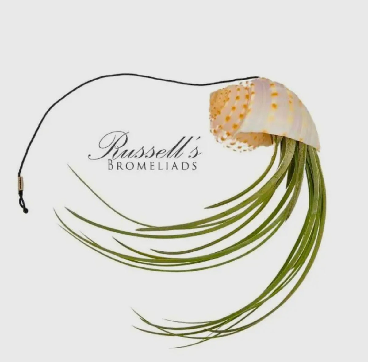 Air Plants with Shells (Jellyfish)