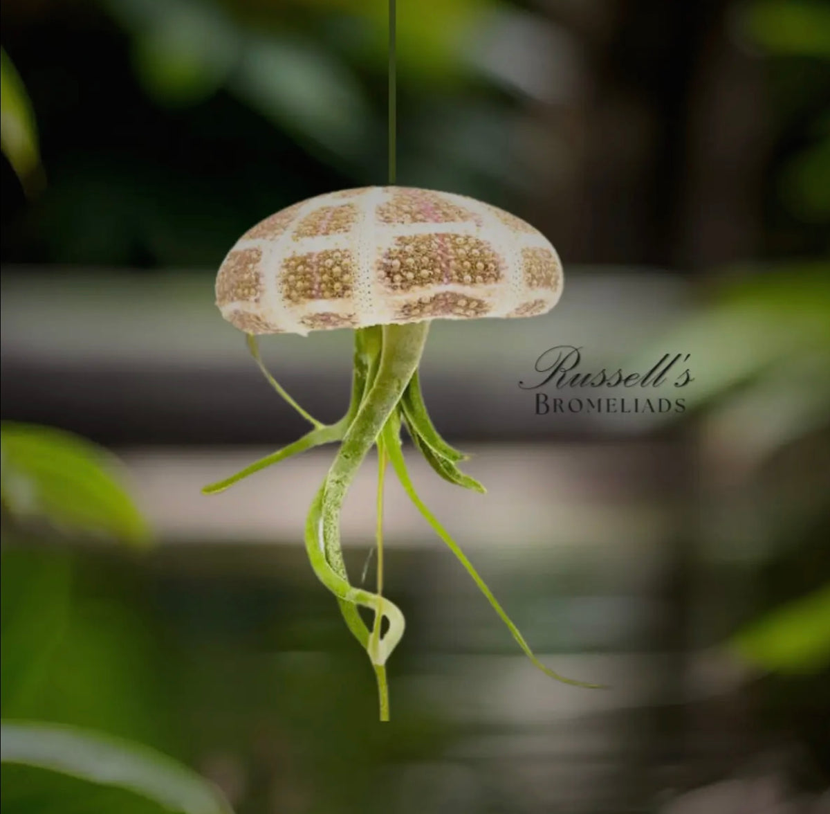 Air Plants with Shells (Jellyfish)