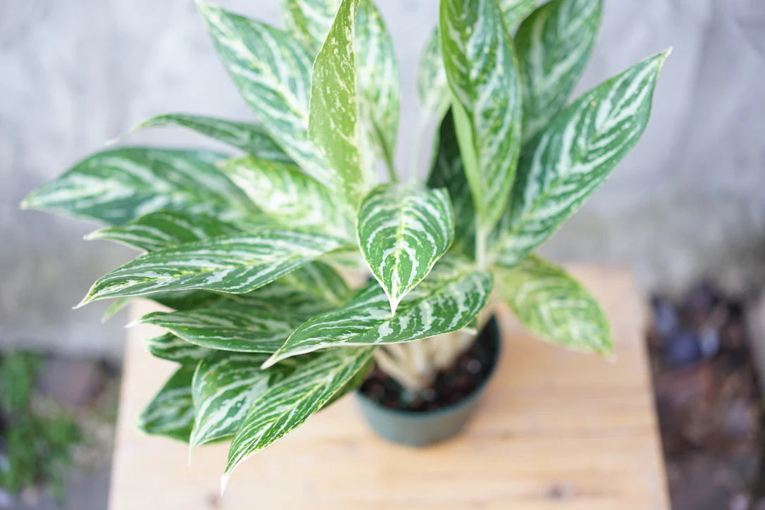 Aglaonema