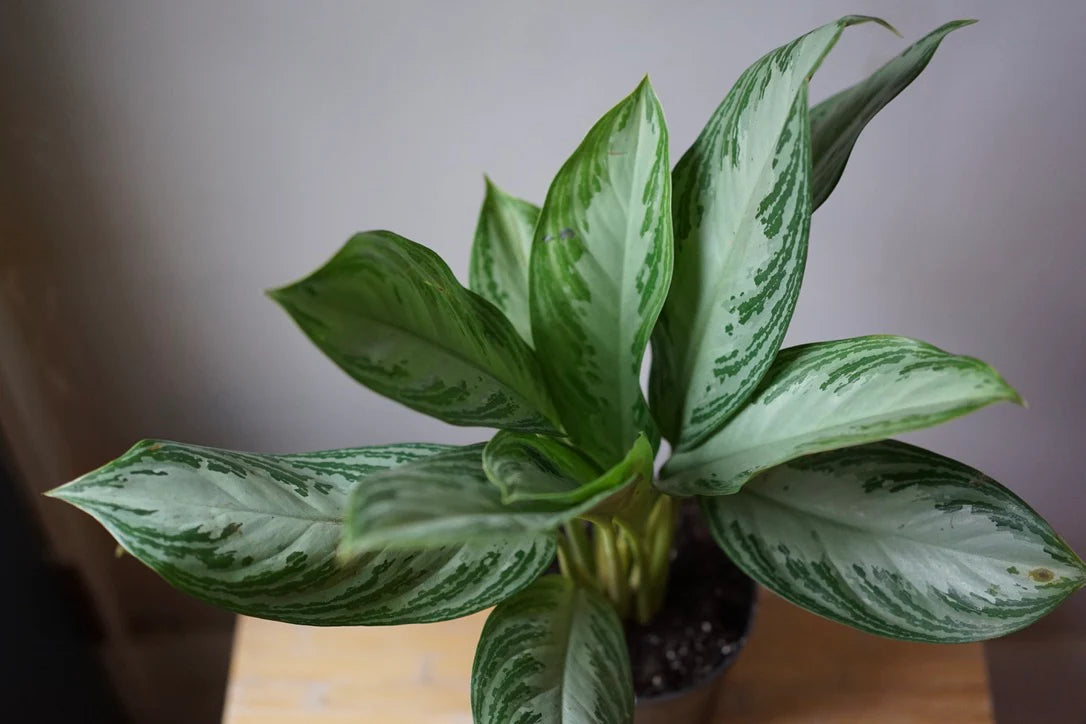 Aglaonema