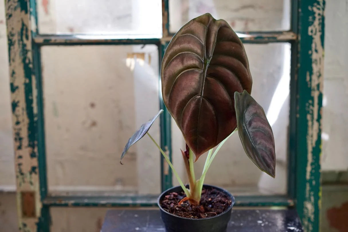 Alocasia