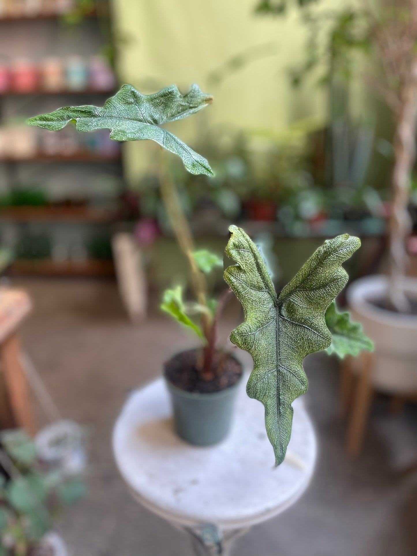 Alocasia