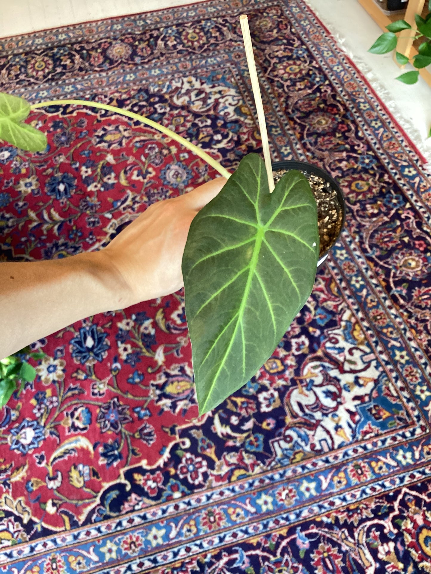Alocasia