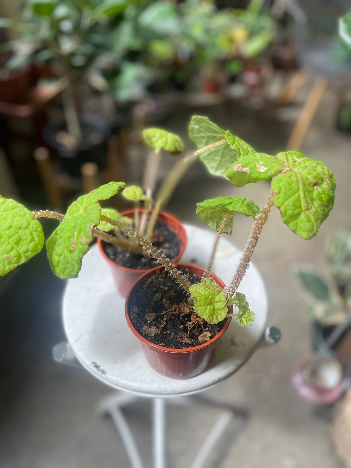 Begonia